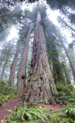 Trying to capture an entire tree with a vertical panorama shot.
