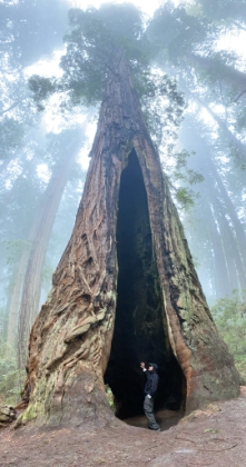 Coastal Redwoods can survive even if their core is entirely burnt out.