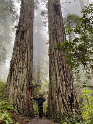 It's hard to believe that this was one of the later National Parks established. It took years of fighting before finally becoming a NP in 1968. It's even harder to believe that only 5% of the original old growth forest remains, and of that 95% is here in Northern CA.