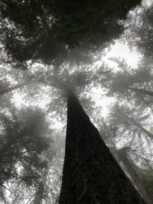Looking up through the canopy. There's been a steady drizzle or light rain most of the hike. It seems like it's that way almost year round in this area. Though it makes lighting for photos tough, it makes the greens vibrant, and is unquestionably part of the ambiance. It wouldn't be the same being here on a warm, dry day.
