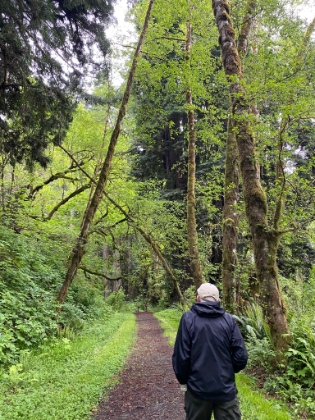 The trail is a little too wide and well groomed, but the gorgeous flourescent green foliage more than makes up for it.