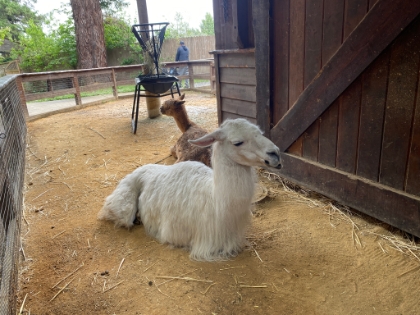 There was a cool little petting zoo.