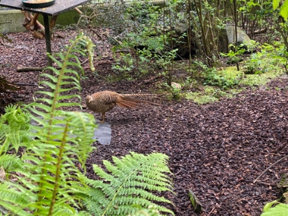 And an aviary with some interesting birds.