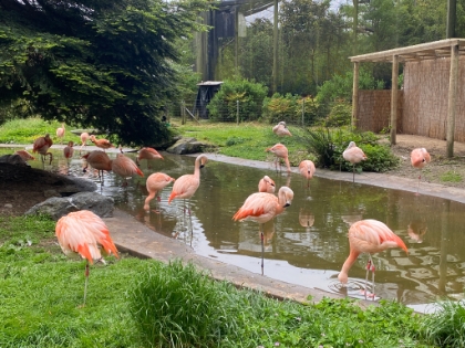 I never knew that Flamingos get their color from their food. It's the same pigment that makes carrots orange!