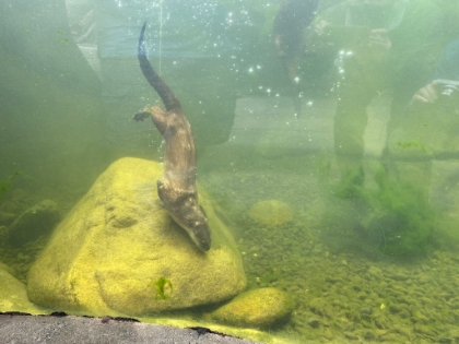 Some fresh water otters.