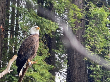 And a Bald Eagle exhibit where the birds pose perfectly for the camera. Then it was time to head to the airport and back home. We could have easily spent twice as long on this trip. Maybe next time!
