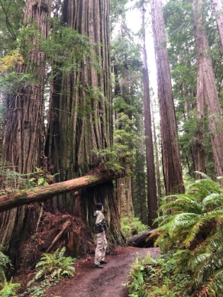 Before long, we got our first up close taste of the Coastal Redwoods. I didn't really have high expectations for this National Park, it almost felt like one to just check off the list. I don't think I've ever been anywhere outdoors that so completely exceeded my expectations!