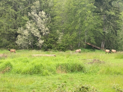 The drive over from Redding was a few hours of quite curvy road, but we made it with enough time to head into the park for a bit.