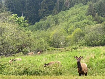 We drove into Prairie Creek Redwoods State Park and found a great elk viewing spot along the way.