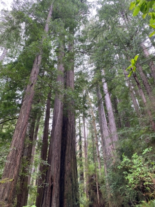 Though they're much skinnier than the Giant Sequoia, they're taller and somehow more majestic looking. This place definitely resonates with me. And this grove of Redwoods was just the beginning!