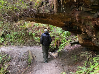 Some of the fallen trees help give a sense of the scale.