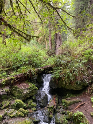 Trillium Falls Trail
