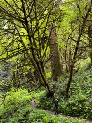 The bright green foliage is almost flourescent. I'm not sure what kind of trees these are, but I love them. I wish we had this kind of green in SoCal!