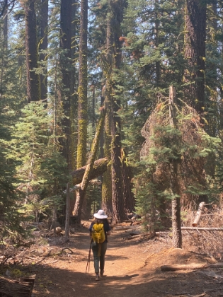 Fortunately, this area of the forest has been spared from fire.