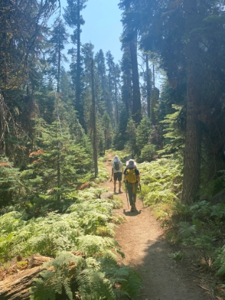 A beautiful area of ferns on the Pohono.