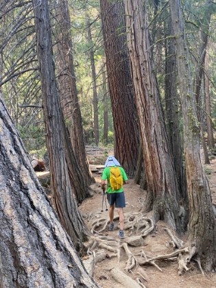 Through the tree tunnel on the way to Nevada Fall.