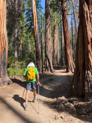 Now heading through the forest on our way to the domes.