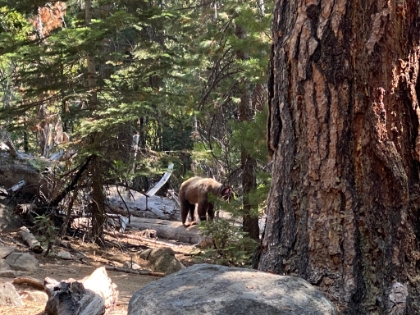 A bear sighting! A decent sized brownish Black bear not too far away. He was pretty mellow like most of them around here.