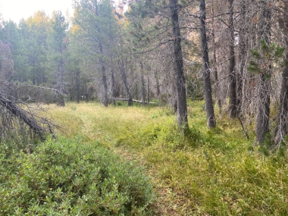 After a break at the cabin, we head out for a late afternoon hike to McGurt Meadow. We have a bit of a hard time finding the trail from the parking spot on Glacier Point road, but that just added to the fun.