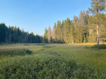 McGurt Meadow. Gorgeous, still green, perfect time of day, and the trail almost to ourselves.