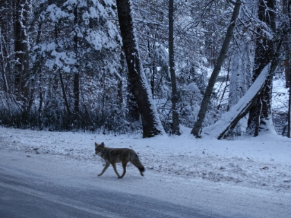 Coyote walking along the road.