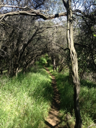 On a crowded weekend afternoon on the Backbone Trail, the best bet is to get onto one of the unmarked single track trails running roughly parrallel to the Backbone. On this day, I didn't see a single person on the single track while Backbone was packed!