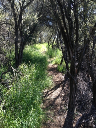 The single track can get overgrown in places but is always followable.