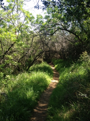 The trail gets narrower and greener in spots.