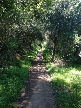 The Backbone Trail is mostly wide single/double track. It's primarily exposed chapparel but has some nice tree cover in places.