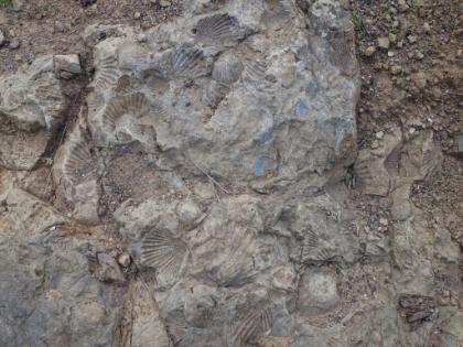 The Fossil trail is aptly named!