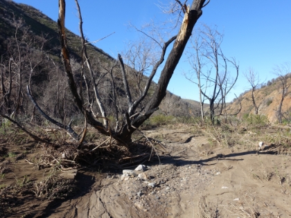 The trail in the creek bed is completely gone.