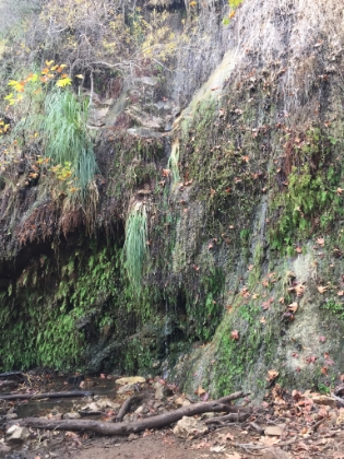 Lower Escondido Falls. It's barely dripping today even after a few days of heavy rain.
