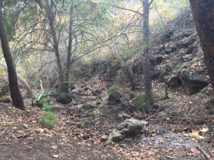 Nice tree covered trail below the falls.