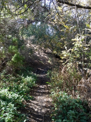 The shady side of the valley actually has some nice cover in places.