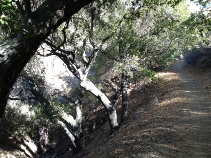 Almost back to the Bark Park leg with much nicer trail in this area.