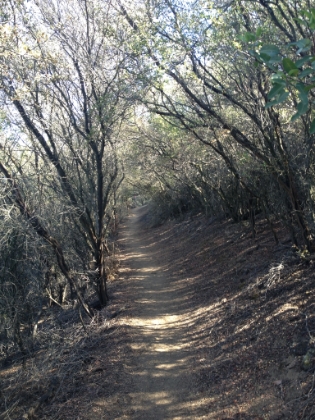 Once up to the ridgeline, there's some great single track.