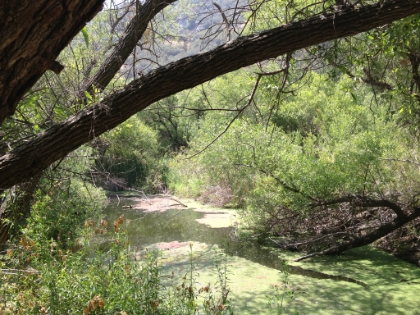 Still water in Malibu Creek.