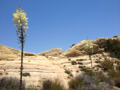 The Yuccas are blooming.