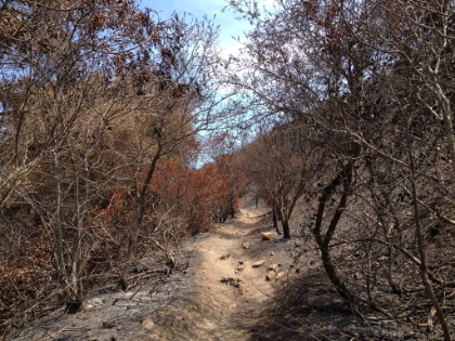 The overhead chapparal is mostly gone or skeletal now, but the colors are oddly beautiful. Tons of oranges, yellows, dark browns and blacks that you usually don't see around here.