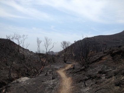 Freshly groomed trail winding through the charcoal. Sad but fascinating.