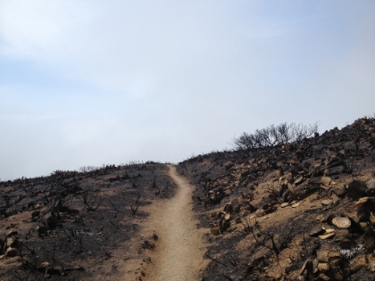 Hills of blackened cacti.