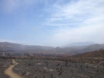 Down into the backcountry and what is left of the giant meadows. This area is normally waist to head high grasses. Now there's nothing.