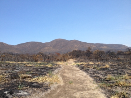 All that's left of the meadows. But less than one month after the fire, green sprouts are already showing!