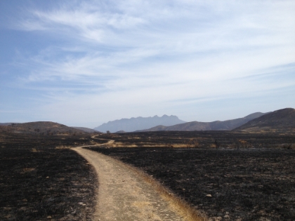 It looks like someone just trucked in millions of pounds of mulch.