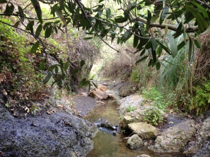The trail didn't last long though. It's marked as unmaintained on the trail map, and signs at the trailhead say the same. And they were definitely the right. The "trail" just follows the creek, which means lots of creek hopping and bush whacking.