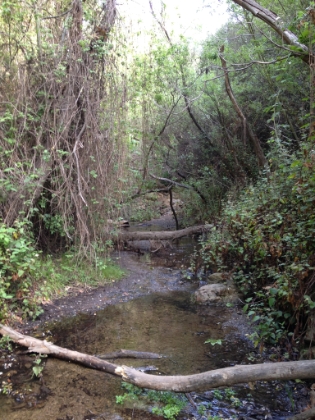 The "trail" is wet, muddy, and fun.
