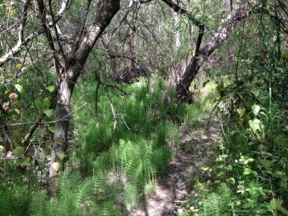 Back down to the canyon floor and into a bed of ferns.