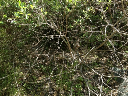 Unfortunately, I coudn't find any semblance of a trail past the camp. It looks like what trail there was earlier was meant to only lead to the Boy Scout camp. After a lot more bushwhacking, and walking face-first through several huge spider webs, I finally decided this was as far as I would be going up Rustic Canyon. It might be fun to try going further on a different day with better trekking clothes and equipment.