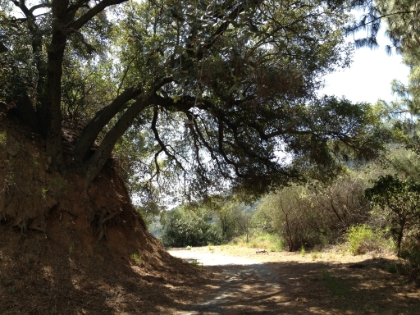 On the way back, I took an offshoot from the tagged building area, which leads to a fireroad, which is the shortcut that most people take into the area.