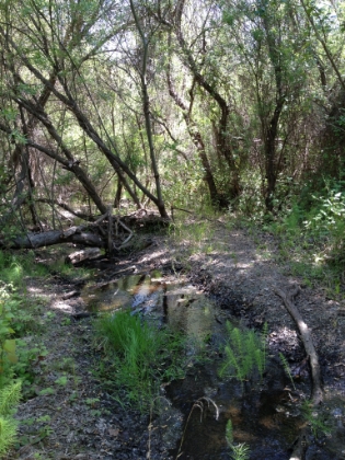 Back into the canyon, I end-up taking a different route back for part of the way rather than taking the rope climb out of the canyon.